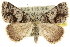  ( - 10ANIC-12054)  @15 [ ] CreativeCommons - Attribution (2010) CBG Photography Group Centre for Biodiversity Genomics