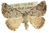  ( - 10ANIC-12055)  @15 [ ] CreativeCommons - Attribution (2010) CBG Photography Group Centre for Biodiversity Genomics