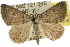  ( - 10ANIC-12059)  @14 [ ] CreativeCommons - Attribution (2010) CBG Photography Group Centre for Biodiversity Genomics