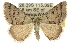  ( - 10ANIC-12062)  @15 [ ] CreativeCommons - Attribution (2010) CBG Photography Group Centre for Biodiversity Genomics