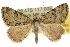  ( - 10ANIC-12065)  @14 [ ] CreativeCommons - Attribution (2010) CBG Photography Group Centre for Biodiversity Genomics
