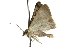  ( - 10ANIC-12068)  @13 [ ] CreativeCommons - Attribution (2010) CBG Photography Group Centre for Biodiversity Genomics