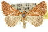  ( - 10ANIC-12074)  @11 [ ] CreativeCommons - Attribution (2010) CBG Photography Group Centre for Biodiversity Genomics