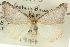  ( - 10ANIC-12075)  @11 [ ] CreativeCommons - Attribution (2010) CBG Photography Group Centre for Biodiversity Genomics