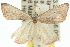  ( - 10ANIC-12076)  @11 [ ] CreativeCommons - Attribution (2010) CBG Photography Group Centre for Biodiversity Genomics