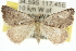  ( - 10ANIC-12077)  @13 [ ] CreativeCommons - Attribution (2010) CBG Photography Group Centre for Biodiversity Genomics