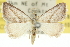  ( - 10ANIC-12078)  @11 [ ] CreativeCommons - Attribution (2010) CBG Photography Group Centre for Biodiversity Genomics
