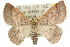  ( - 10ANIC-12092)  @15 [ ] CreativeCommons - Attribution (2010) CBG Photography Group Centre for Biodiversity Genomics