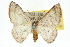  ( - 10ANIC-12093)  @15 [ ] CreativeCommons - Attribution (2010) CBG Photography Group Centre for Biodiversity Genomics