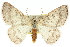  ( - 10ANIC-12094)  @15 [ ] CreativeCommons - Attribution (2010) CBG Photography Group Centre for Biodiversity Genomics