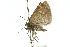  ( - 10ANIC-12136)  @13 [ ] CreativeCommons - Attribution (2010) CBG Photography Group Centre for Biodiversity Genomics