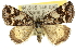  ( - 10ANIC-12137)  @15 [ ] CreativeCommons - Attribution (2010) CBG Photography Group Centre for Biodiversity Genomics