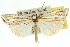  ( - 10ANIC-12175)  @15 [ ] CreativeCommons - Attribution (2010) CBG Photography Group Centre for Biodiversity Genomics
