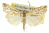  ( - 10ANIC-12177)  @15 [ ] CreativeCommons - Attribution (2010) CBG Photography Group Centre for Biodiversity Genomics