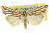  ( - 10ANIC-12178)  @15 [ ] CreativeCommons - Attribution (2010) CBG Photography Group Centre for Biodiversity Genomics