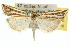  (Hednota empheres - 10ANIC-12180)  @15 [ ] CreativeCommons - Attribution (2010) CBG Photography Group Centre for Biodiversity Genomics