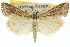  (Hednota crypsichroa - 10ANIC-12187)  @15 [ ] CreativeCommons - Attribution (2010) CBG Photography Group Centre for Biodiversity Genomics