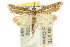  ( - 10ANIC-12204)  @14 [ ] CreativeCommons - Attribution (2010) CBG Photography Group Centre for Biodiversity Genomics