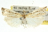  (Hednota peripeuces - 10ANIC-12208)  @11 [ ] CreativeCommons - Attribution (2010) CBG Photography Group Centre for Biodiversity Genomics