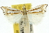  ( - 10ANIC-12210)  @15 [ ] CreativeCommons - Attribution (2010) CBG Photography Group Centre for Biodiversity Genomics