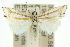  ( - 10ANIC-12211)  @15 [ ] CreativeCommons - Attribution (2010) CBG Photography Group Centre for Biodiversity Genomics