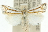  (Hednota hilaris - 10ANIC-12212)  @15 [ ] CreativeCommons - Attribution (2010) CBG Photography Group Centre for Biodiversity Genomics