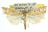  (Hednota emblogramma - 10ANIC-12223)  @15 [ ] CreativeCommons - Attribution (2010) CBG Photography Group Centre for Biodiversity Genomics