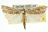  ( - 10ANIC-12224)  @15 [ ] CreativeCommons - Attribution (2010) CBG Photography Group Centre for Biodiversity Genomics