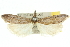  ( - 10ANIC-12228)  @14 [ ] CreativeCommons - Attribution (2010) CBG Photography Group Centre for Biodiversity Genomics