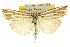  (Hednota relatalis - 10ANIC-12249)  @15 [ ] CreativeCommons - Attribution (2010) CBG Photography Group Centre for Biodiversity Genomics