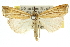  ( - 10ANIC-12252)  @15 [ ] CreativeCommons - Attribution (2010) CBG Photography Group Centre for Biodiversity Genomics