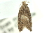  (Pyramidobela sp. ANIC1 - 10ANIC-12259)  @12 [ ] CreativeCommons - Attribution (2010) CBG Photography Group Centre for Biodiversity Genomics