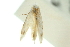 (Bucculatrix parthenica - 10ANIC-12260)  @11 [ ] CreativeCommons - Attribution (2010) CBG Photography Group Centre for Biodiversity Genomics
