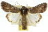  ( - 10ANIC-12277)  @14 [ ] CreativeCommons - Attribution (2010) CBG Photography Group Centre for Biodiversity Genomics