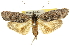  (Procometis sp. ANIC1 - 10ANIC-12290)  @15 [ ] CreativeCommons - Attribution (2010) CBG Photography Group Centre for Biodiversity Genomics