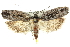  (Procometis phloeodes - 10ANIC-12292)  @15 [ ] CreativeCommons - Attribution (2010) CBG Photography Group Centre for Biodiversity Genomics