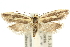  ( - 10ANIC-12294)  @15 [ ] CreativeCommons - Attribution (2010) CBG Photography Group Centre for Biodiversity Genomics