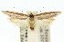  (Procometis bisulcata PS1 - 10ANIC-12300)  @11 [ ] CreativeCommons - Attribution (2010) CBG Photography Group Centre for Biodiversity Genomics