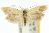  (Procometis aplegiopa - 10ANIC-12301)  @15 [ ] CreativeCommons - Attribution (2010) CBG Photography Group Centre for Biodiversity Genomics