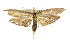  (Procometis sp. ANIC2 - 10ANIC-12307)  @15 [ ] CreativeCommons - Attribution (2010) CBG Photography Group Centre for Biodiversity Genomics