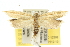  ( - 10ANIC-12308)  @14 [ ] CreativeCommons - Attribution (2010) CBG Photography Group Centre for Biodiversity Genomics