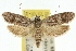  ( - 10ANIC-12316)  @14 [ ] CreativeCommons - Attribution (2010) CBG Photography Group Centre for Biodiversity Genomics