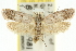 ( - 10ANIC-12317)  @15 [ ] CreativeCommons - Attribution (2010) CBG Photography Group Centre for Biodiversity Genomics