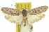  ( - 10ANIC-12319)  @11 [ ] CreativeCommons - Attribution (2010) CBG Photography Group Centre for Biodiversity Genomics