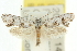  (Leptobelistis asemanta - 10ANIC-12321)  @15 [ ] CreativeCommons - Attribution (2010) CBG Photography Group Centre for Biodiversity Genomics