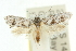  ( - 10ANIC-12322)  @14 [ ] CreativeCommons - Attribution (2010) CBG Photography Group Centre for Biodiversity Genomics