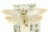  (Scieropepla polyxesta - 10ANIC-12331)  @15 [ ] CreativeCommons - Attribution (2010) CBG Photography Group Centre for Biodiversity Genomics