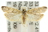  (Scieropepla photinodes - 10ANIC-12338)  @15 [ ] CreativeCommons - Attribution (2010) CBG Photography Group Centre for Biodiversity Genomics