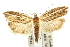  ( - 10ANIC-12349)  @11 [ ] CreativeCommons - Attribution (2010) CBG Photography Group Centre for Biodiversity Genomics