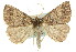  ( - 11ANIC-00075)  @14 [ ] CreativeCommons - Attribution (2011) ANIC/CBG Photography Group Centre for Biodiversity Genomics